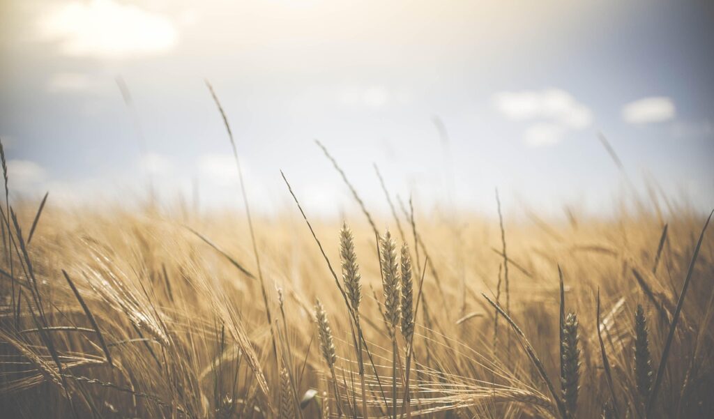 wheat, wheat crops, barley, crops, cereals, food, grains, barley field, staple food, carbohydrates, arable, field, grass, wheat field, arable land, agriculture, farm, farming, cultivation, nature, landscape, rural, countryside, farmland, growth, harvest, summer, wheat, wheat, wheat, wheat, wheat, food, food, food, food, field, field, field, wheat field, wheat field, agriculture, agriculture, farm, farm, farm, farm, farming, harvest, harvest, harvest